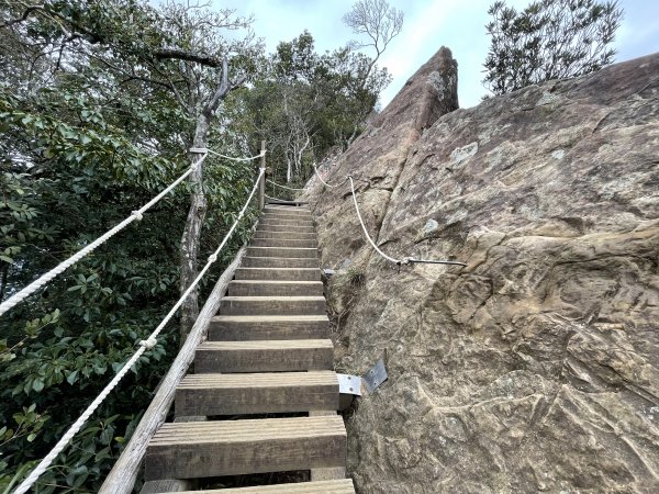 喜遇水晶蘭及翹距根結蘭-北得拉曼巨木步道11103101636071