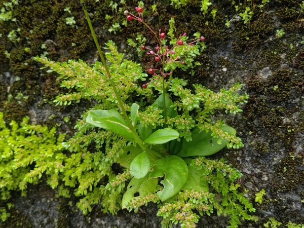 華山4-2號步道上雲嘉連峰2579313