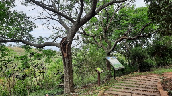 《台中》新觀景台｜竹坑南寮登山步道(南寮端起登)202405012493218