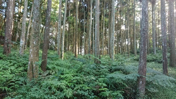 滿滿仙氣的向天湖山1107034