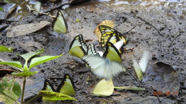 雲山水花鳥蝶-天龍國阿伯的日常6/21&22燕巢親子餵食秀2190474