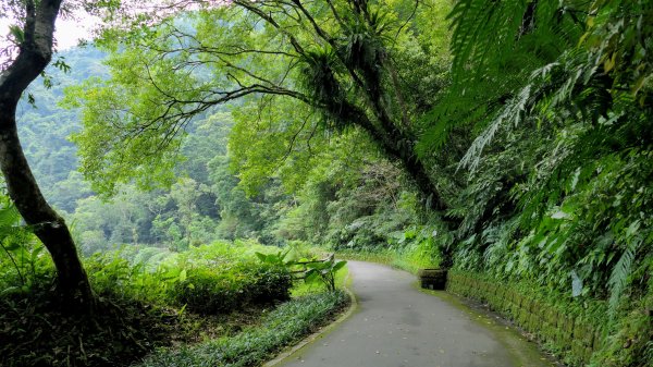 福山部落,內洞森遊區2552475
