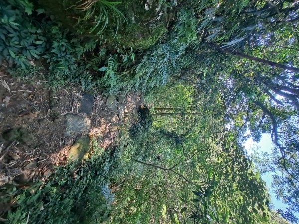 20230911淡蘭古道中段：五分山步道-暖東舊道2446825