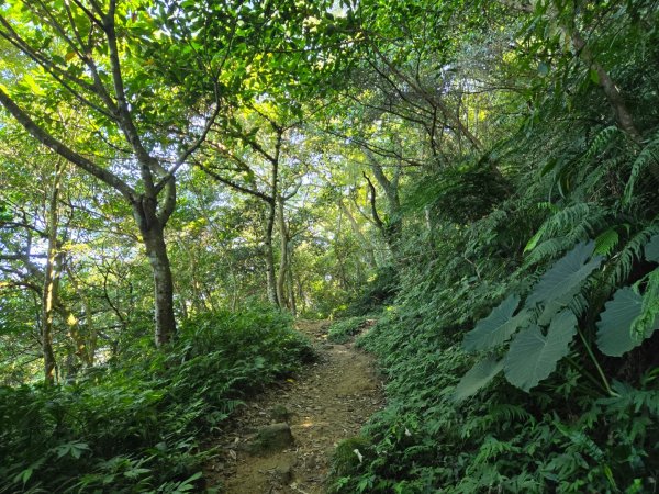 桃園石門山（小百岳）2910046
