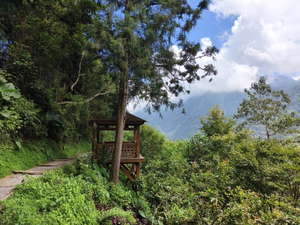 [百山百鳥尋旅-05/15] 2025_0830 溪頭賞鳥步道_觀景步道