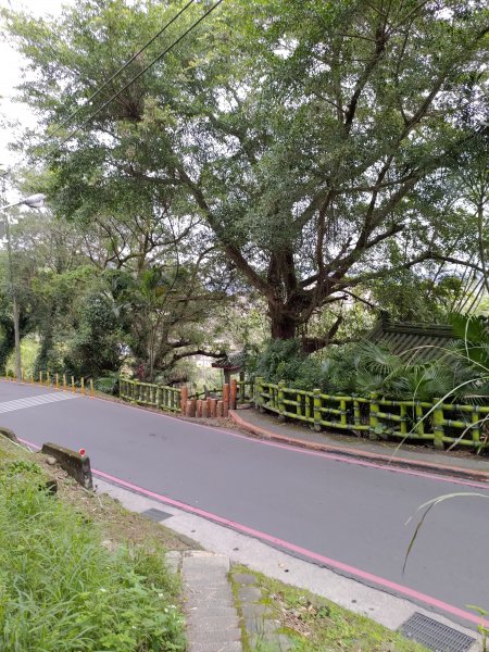 大溪齋明寺古道828755