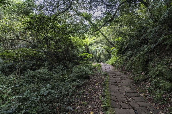 2020-4-20土城天上山1409508