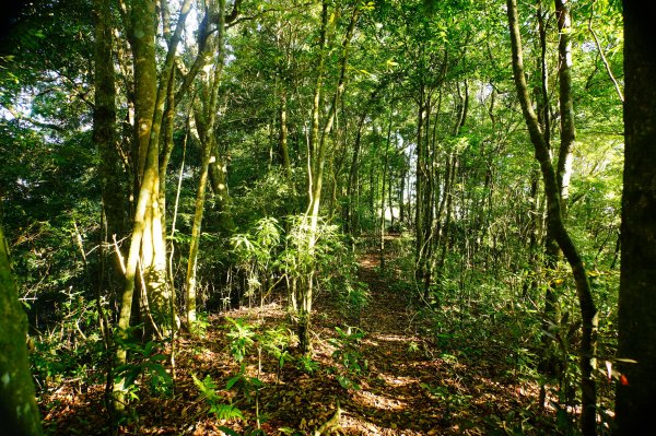 新竹 尖石 煤源山、比麟山、尖石山3071503