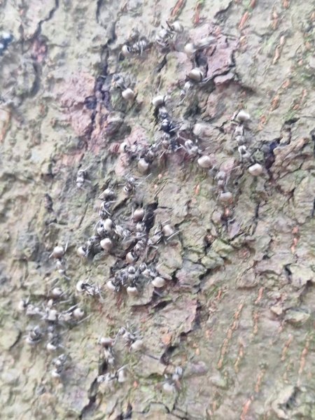 微笑山線大棟山系2838326