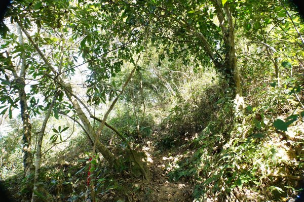 苗栗 卓蘭 白布帆山2967921