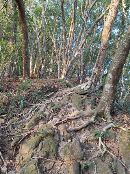 關西赤柯山+東西獅頭山+馬福山+玉山O型2670797