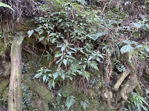 1141122特富野古道2995412