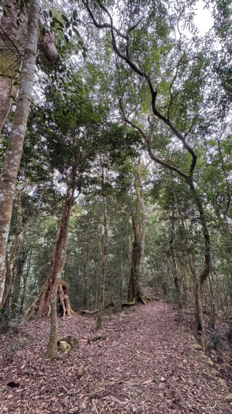 六龜警備道/茂林段/網子山～鳴海山2708202