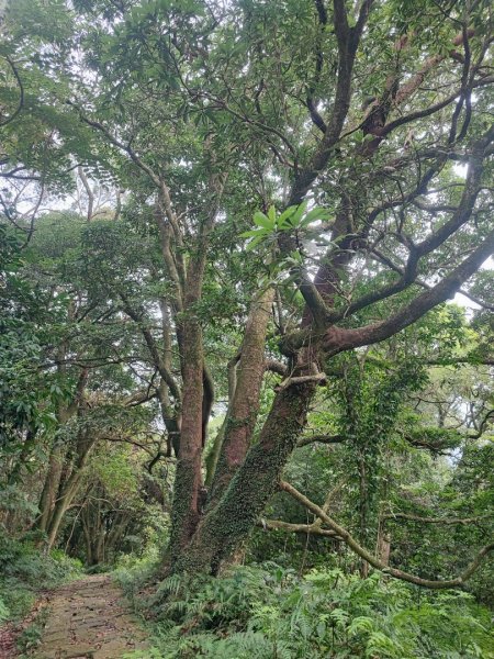 環七星山人車分道步道-陽金公路段 - 走遍陽明山尋寶任務2255036