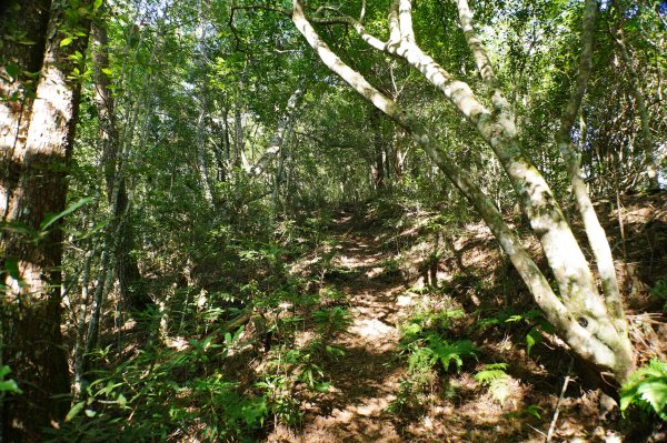 新竹 尖石 屯野生台山、石麻達山、錦屏山2904266