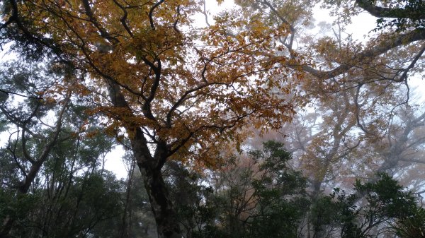  秋的色彩繽紛絢麗，美的讓人讚嘆不已!456323