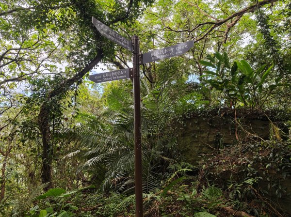 [微笑山線_第三段] 2026_0725 新北桃園登山步道_大湖之森步道3101672