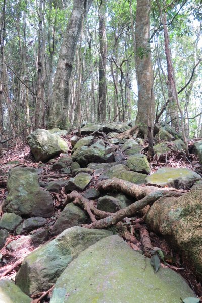 《台中》谷關七雄｜初登屋我尾山2017031412152