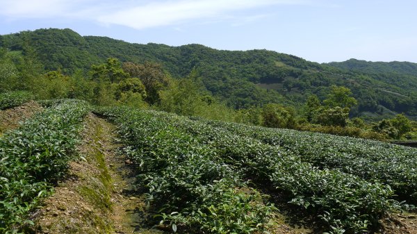 獅公髻尾山登山健行趣（郊山）1577787