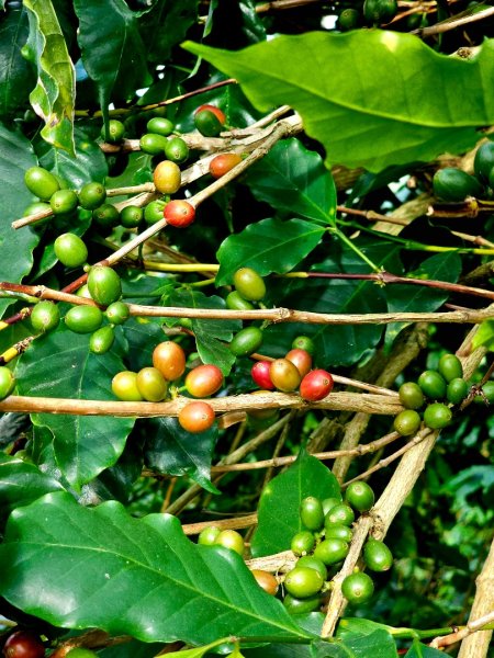 雲嘉大尖山、二尖山步道--(雲林)臺灣百大必訪步道2955780