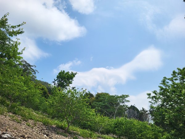 2026.03.30 茶園、梅園、視野都極美的玉打山觀景臺3073618