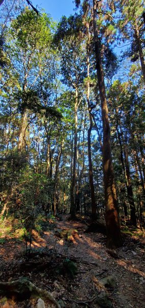 谷關七雄老大-八仙山谷關七雄主峰步道2361221