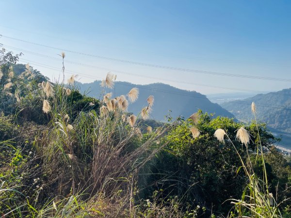 1141207金童山2957725