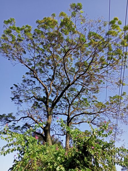 桃園大溪石門水庫楓林步道、齋明寺古道【南山神壽任務】1963918