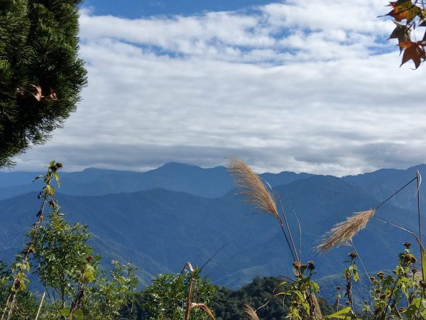 馬那邦山(小百岳#37)登山步道。點點楓紅 2020/12/131425322