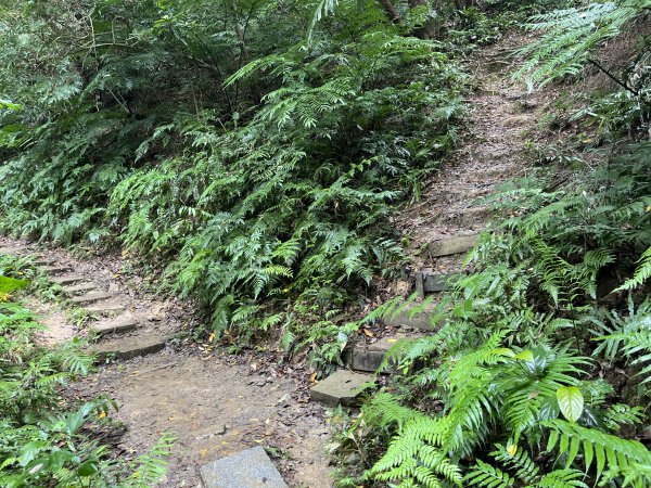 [微笑山線_第三段] 2025_0720 鳶山山系_鳶尾山2843645