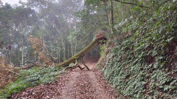 守城大山茶園登山口楓葉紅了1952793