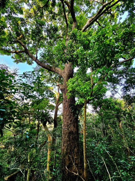 八里灣山-小百岳#91-花蓮縣豐濱鄉3019225