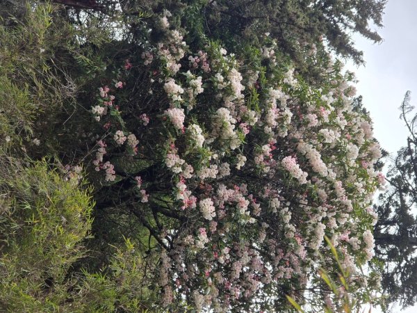 終於看到1000元背面的山景登頂玉山北峰／前峰2495869