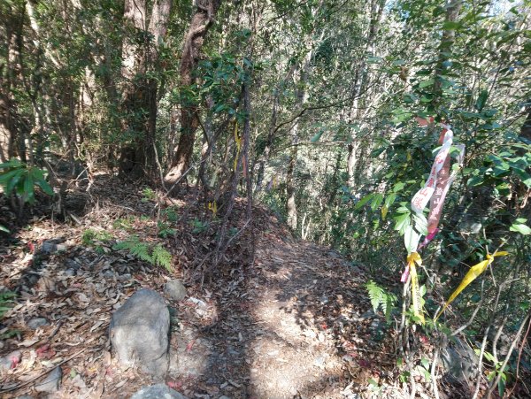 屋我尾山(麗陽線)821154