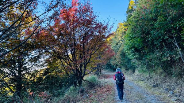 1101211大雪山230林道9.2k/雪山西稜登山口1546394