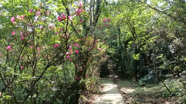 瑞芳區琉榔路觀光步道-小粗坑古道(小粗坑山+粗坑口山)3053294