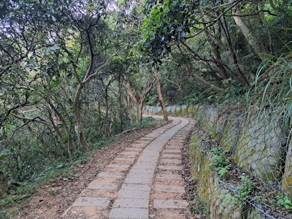 新竹鳳崎落日，司馬庫斯神木群，李崠山步道3131065