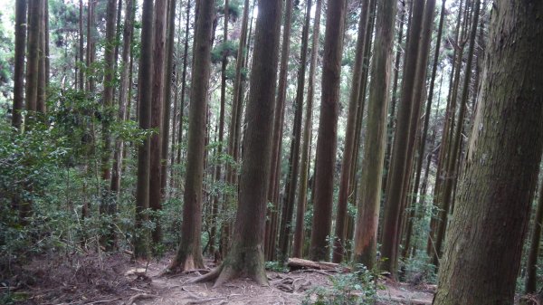 加里山登山健行趣(小百岳42)1527429