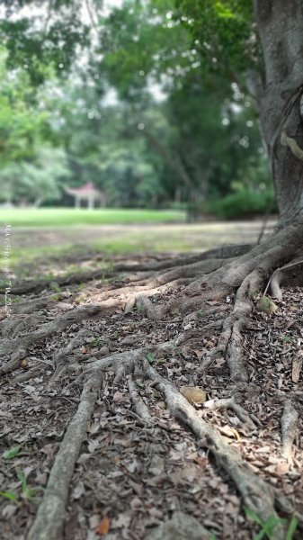 《台中》颱風前夕｜大肚環保公園登山步道(北段)202409292606713