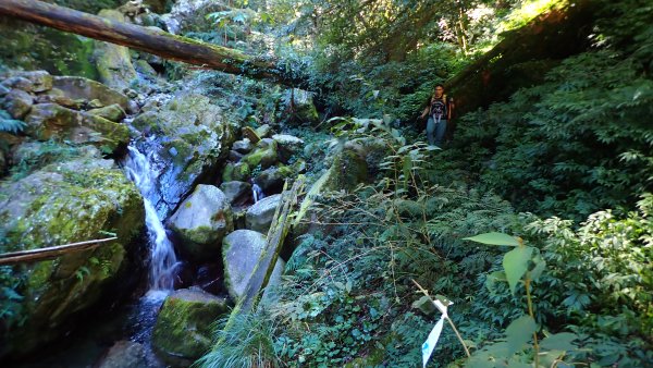 台灣最高如神般存在的大安溪倚天劍巨木探訪2747995