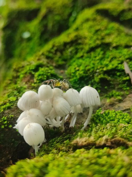 #64小百岳崁頭山、獅額山2528573