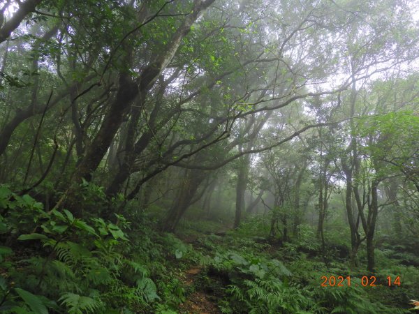 臺北 北投 向天池山、山仔頂古道1269618