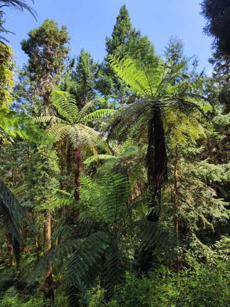 [百山百鳥尋旅-05/15] 2025_0830 溪頭賞鳥步道_銀杏步道2875520