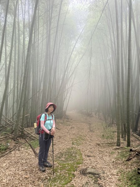 阿里山 奮瑞古道 202506282827158