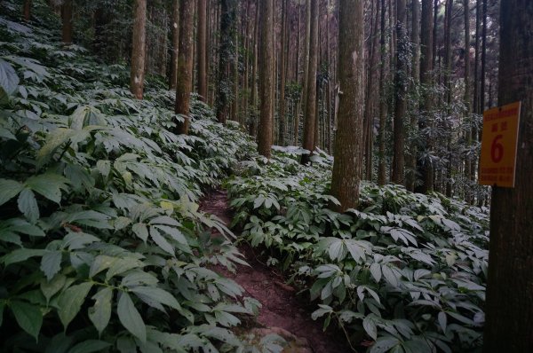 向天湖山、光天高山O型1946608