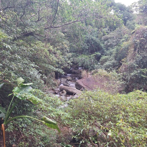 【2025草嶺古道芒花季】完成!2929477