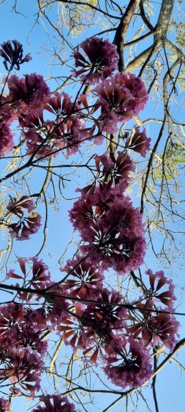 《台中》短暫暖陽｜龍井竹坑南寮步道O繞202601042976445