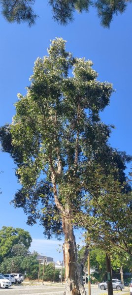 大湳森林公園2910976