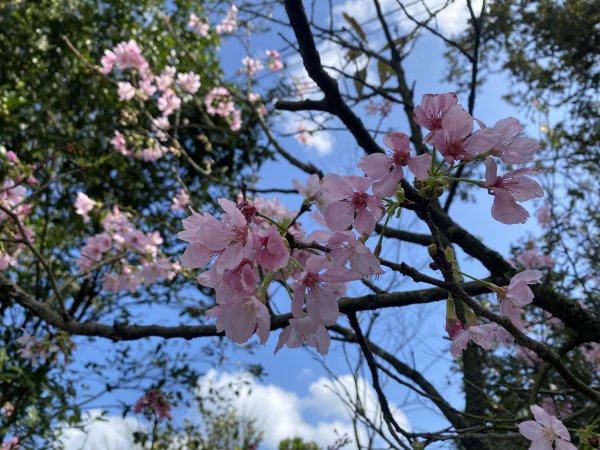 🚗從淡金公路出發｜三生步道櫻花與田園風光・春日療癒散步3018729