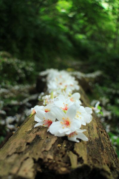 桐花飄雪落 大艽芎古道 20180430322706